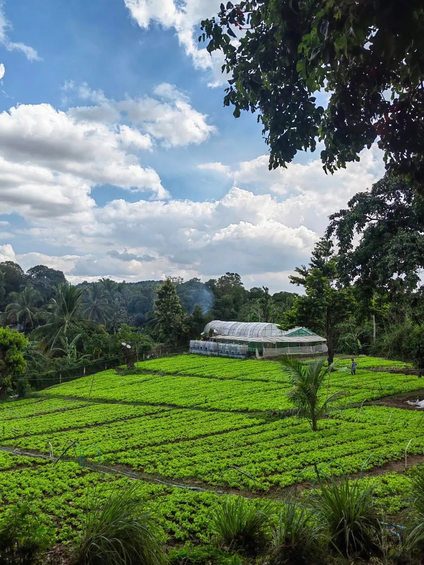 Income Generating Farm Lot For Sale w/Resto Grill, Agri Business & Tourism Rentals in San Jose del Monte, Bulacan